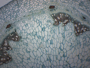 Geranium Stem Cross-Section Prepared Microscope Slide