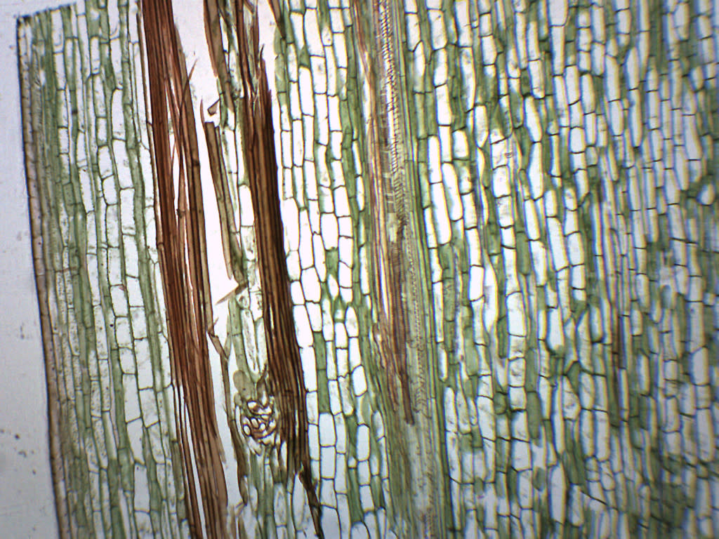 Iris Stem Cross and Longitudinal Section Prepared Microscope Slide