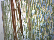 Iris Stem Cross and Longitudinal Section Prepared Microscope Slide