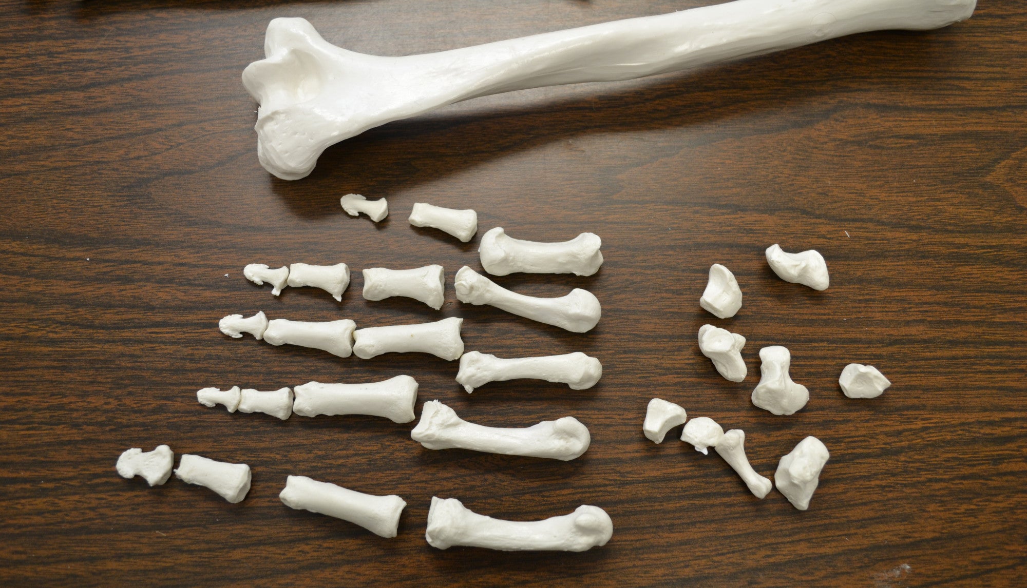 Disarticulated Half Human Skeleton Anatomical Model with 3-Part Moveable Skull, 62 inch
