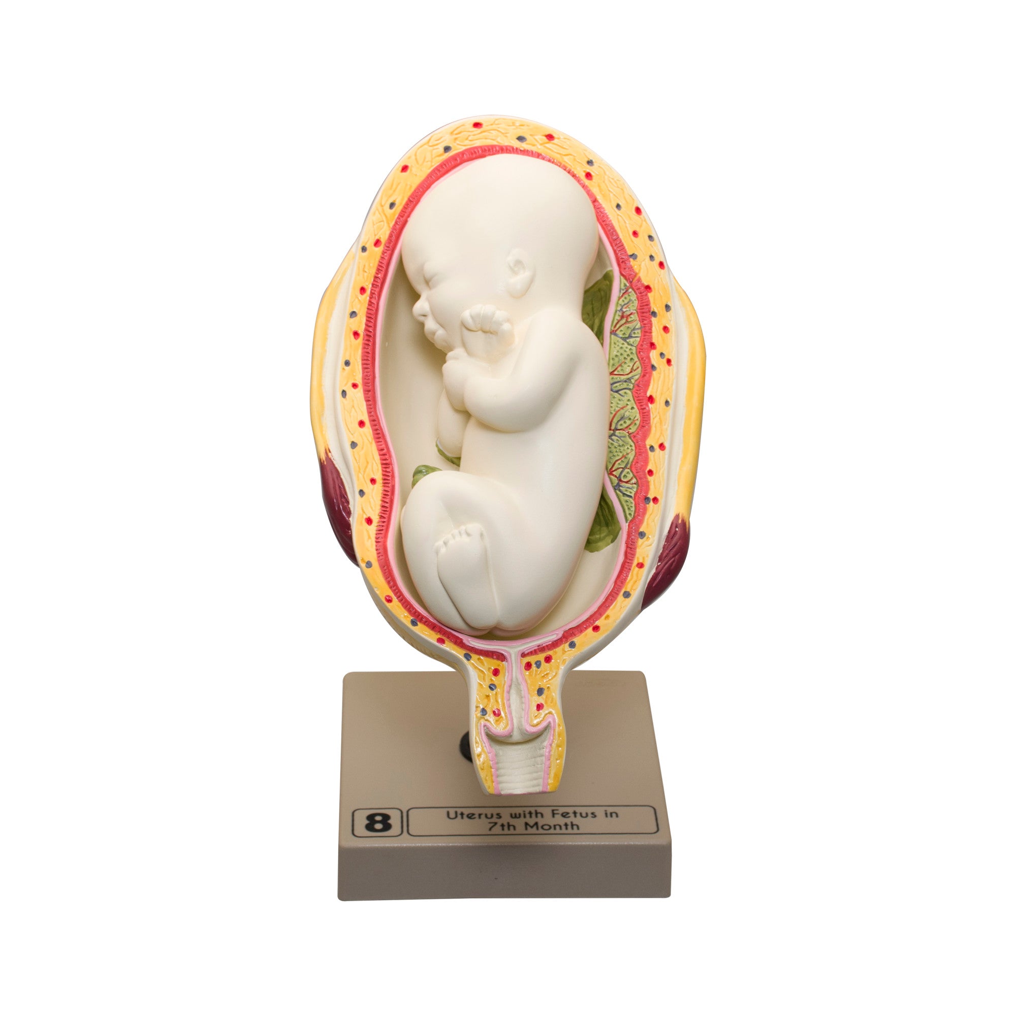 8-Piece Human Embryo and Fetus Development Model Set with Removable Parts