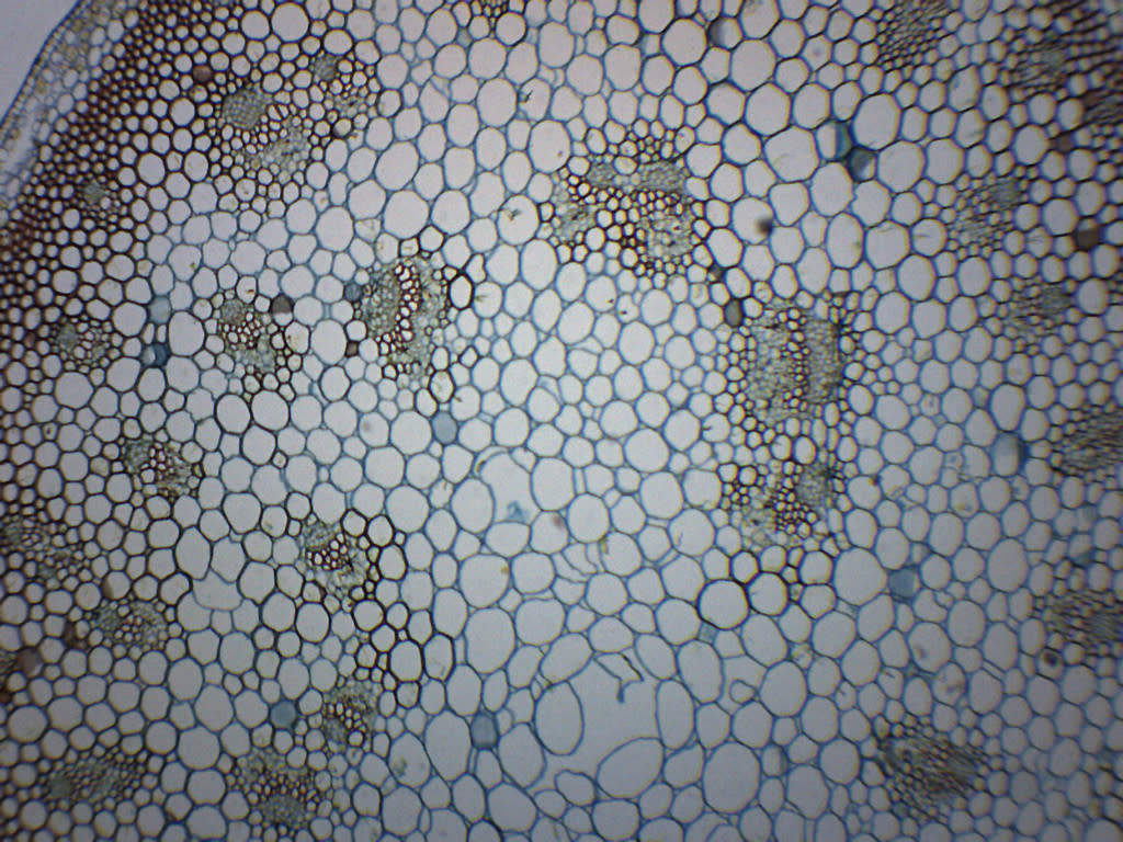 Lilium Stem Combination Cross-Section Prepared Microscope Slide
