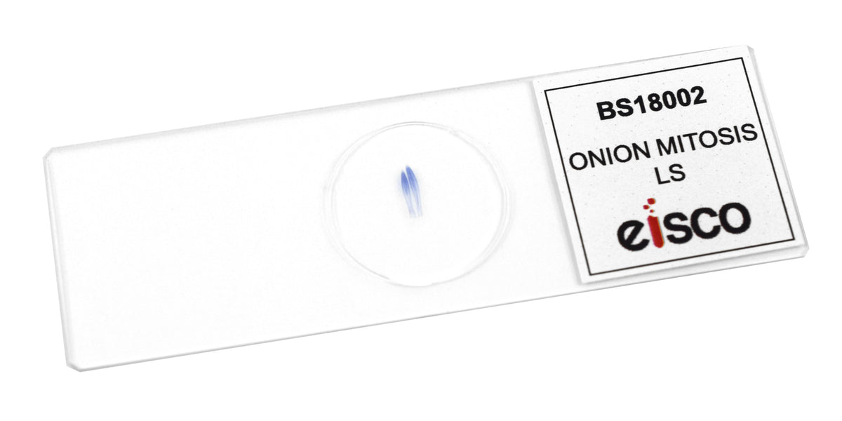 25pk Onion Mitosis - Prepared Microscope Slide - 75x25mm