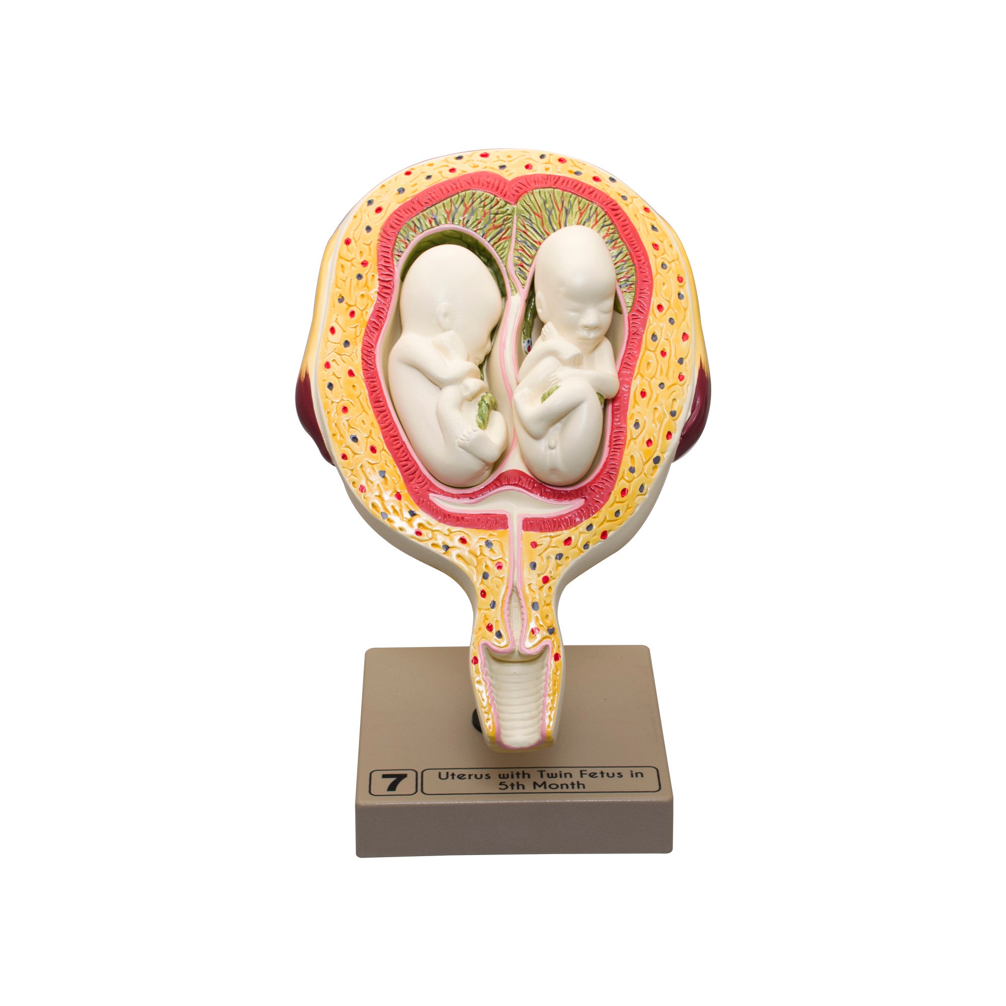 8-Piece Human Embryo and Fetus Development Model Set with Removable Parts