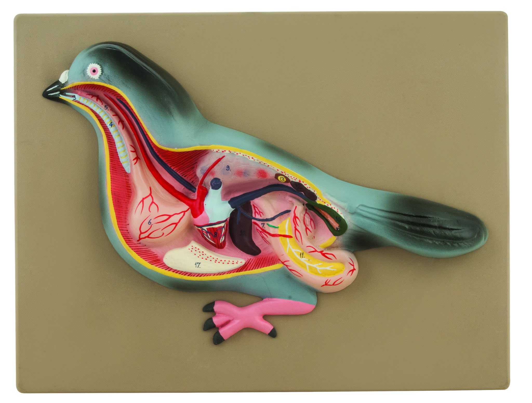 Life-Size Hand-Painted Pigeon Dissection Anatomical Model