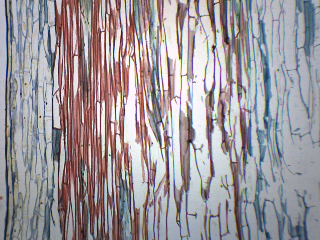 Lilium Stem Combination Cross-Section Prepared Microscope Slide