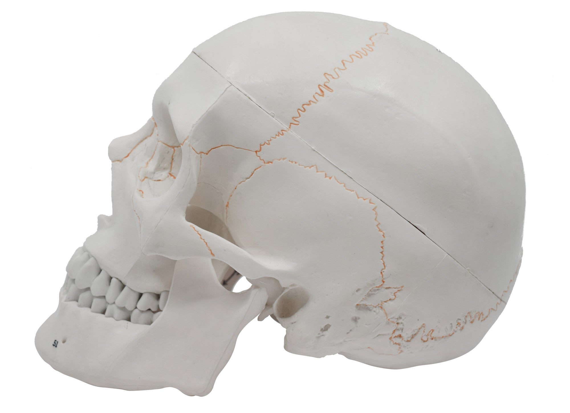 3-Part Numbered Adult Human Skull Model with Removable Cap, 9"