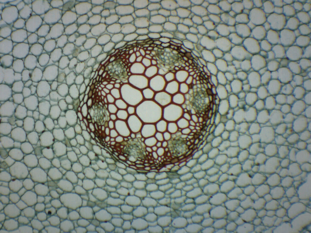 Ranunculus Young and Mature Root Cross-Section Prepared Microscope Slide