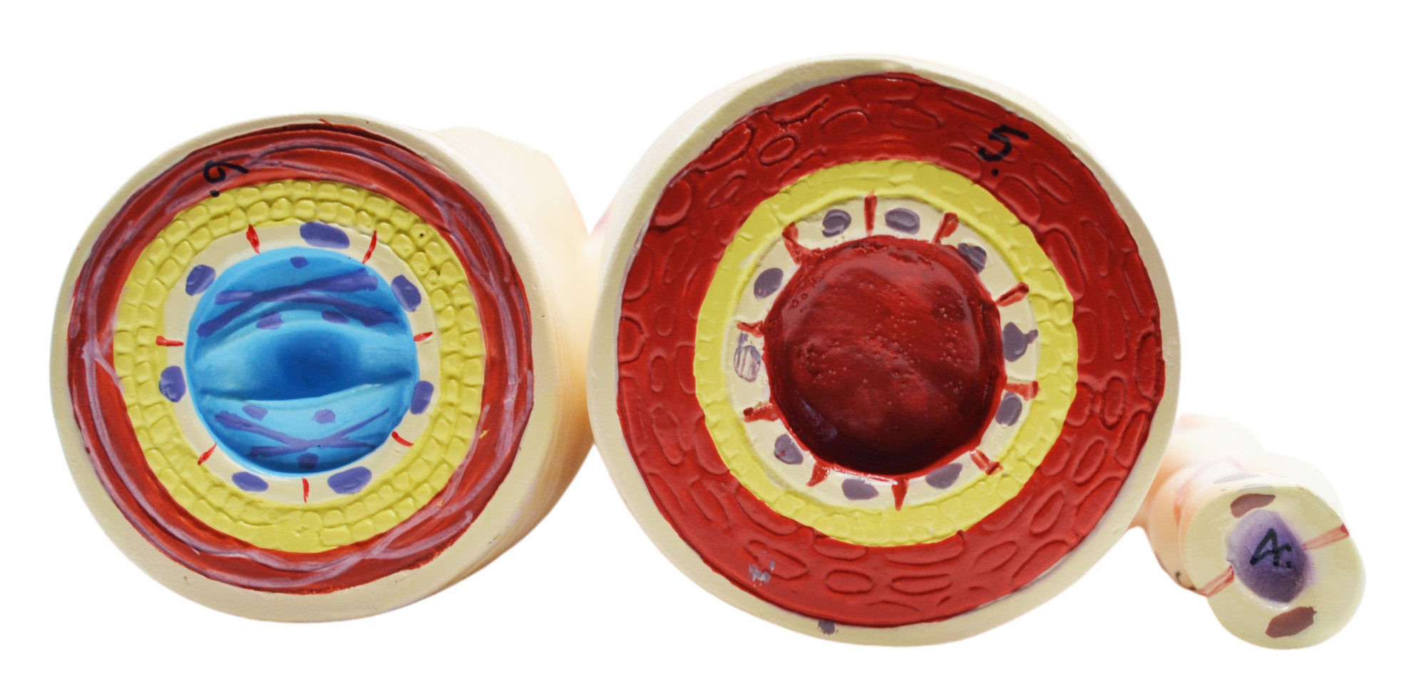 3-Piece Artery, Vein, and Capillary Model Set, 13", Enlarged