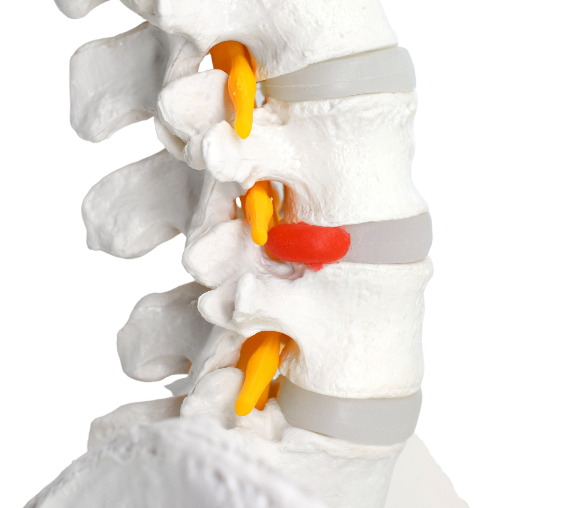 Life-Size Flexible Human Spine Anatomical Model, 31.5 inch