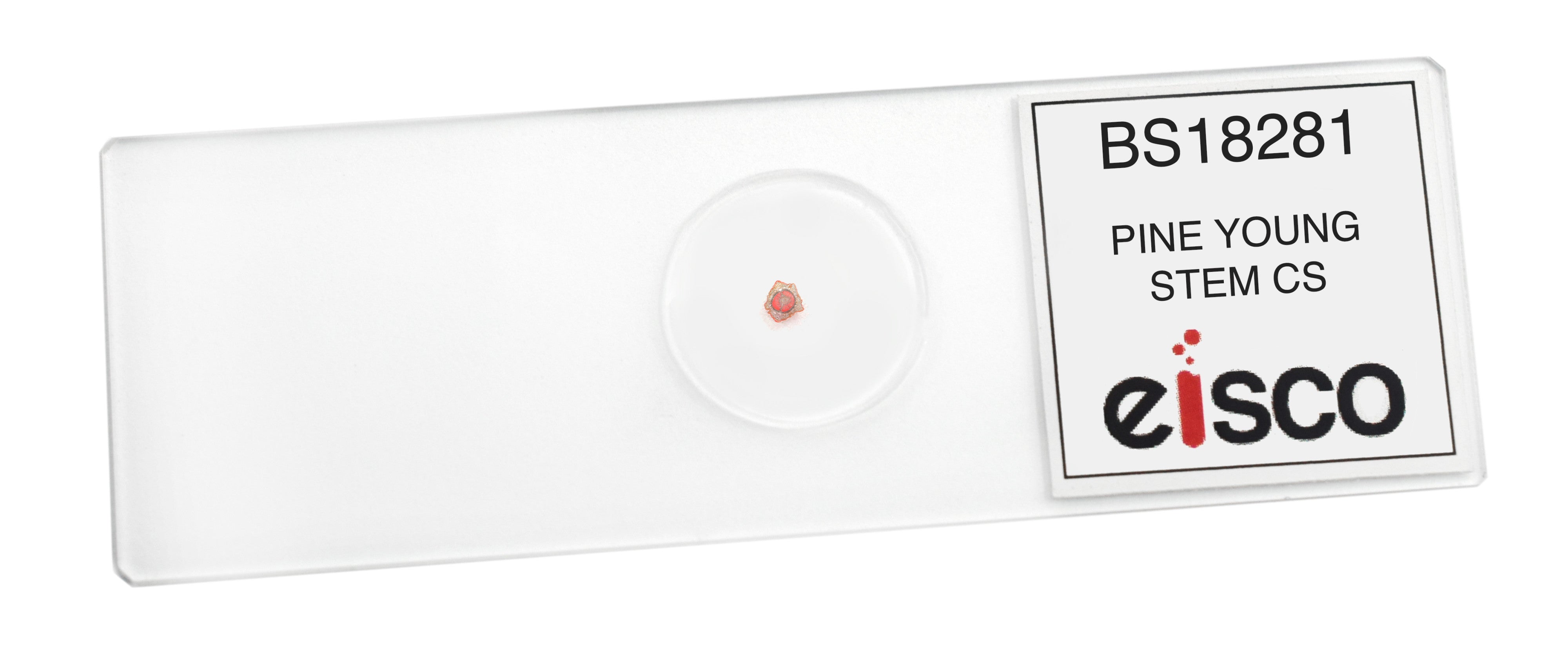 Pine Young Stem Cross-Section Prepared Microscope Slide