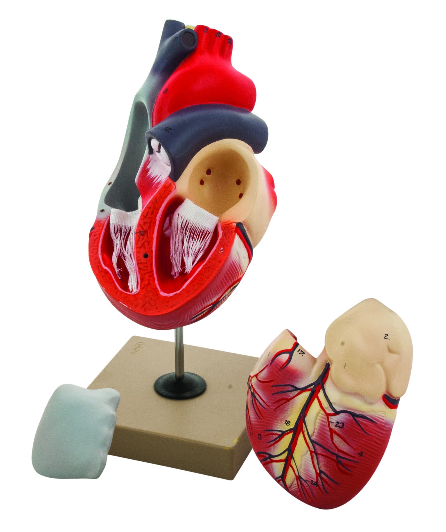 3-Part Human Heart Model, 2X Life Size, 12" Tall