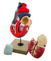 3-Part Human Heart Model, 2X Life Size, 12" Tall