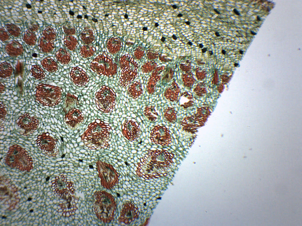 Dracaena Stem Cross-Section Prepared Microscope Slide
