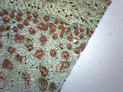 Dracaena Stem Cross-Section Prepared Microscope Slide