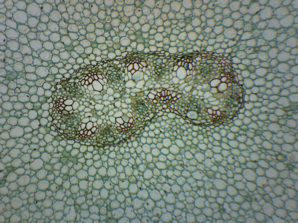 Ranunculus Young and Mature Root Cross-Section Prepared Microscope Slide