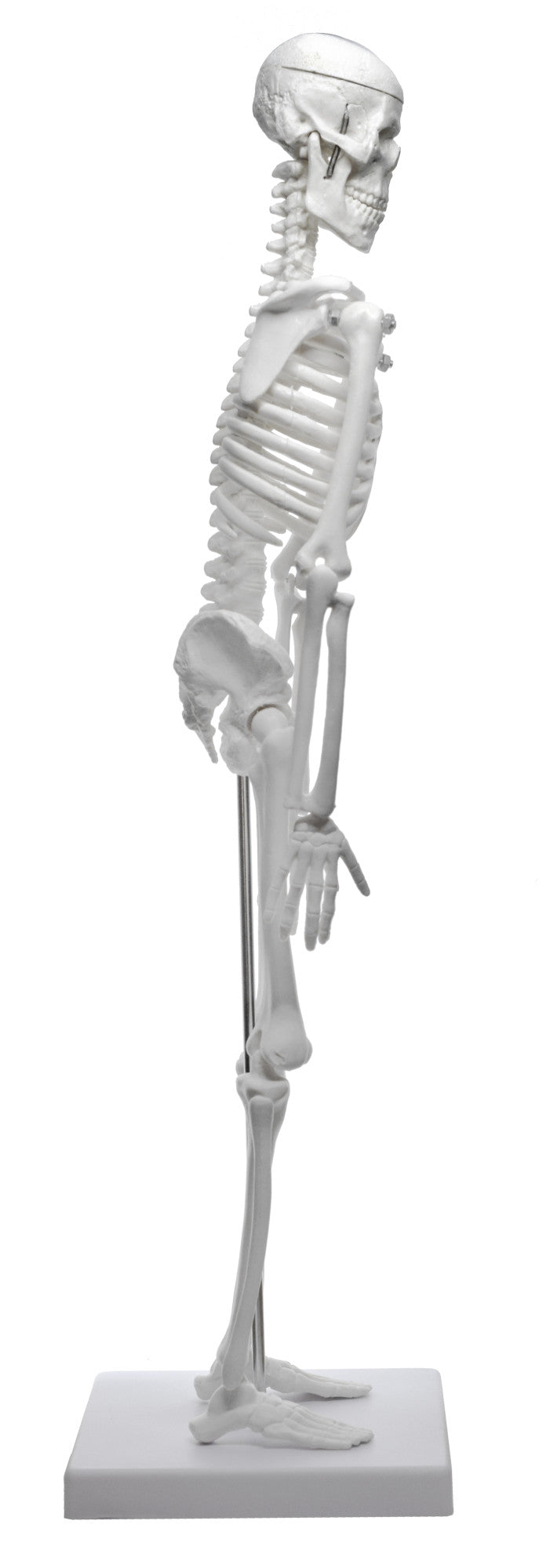 Miniature Articulated Human Skeleton Model with Stand, 17.5" Tall, Alternate Model