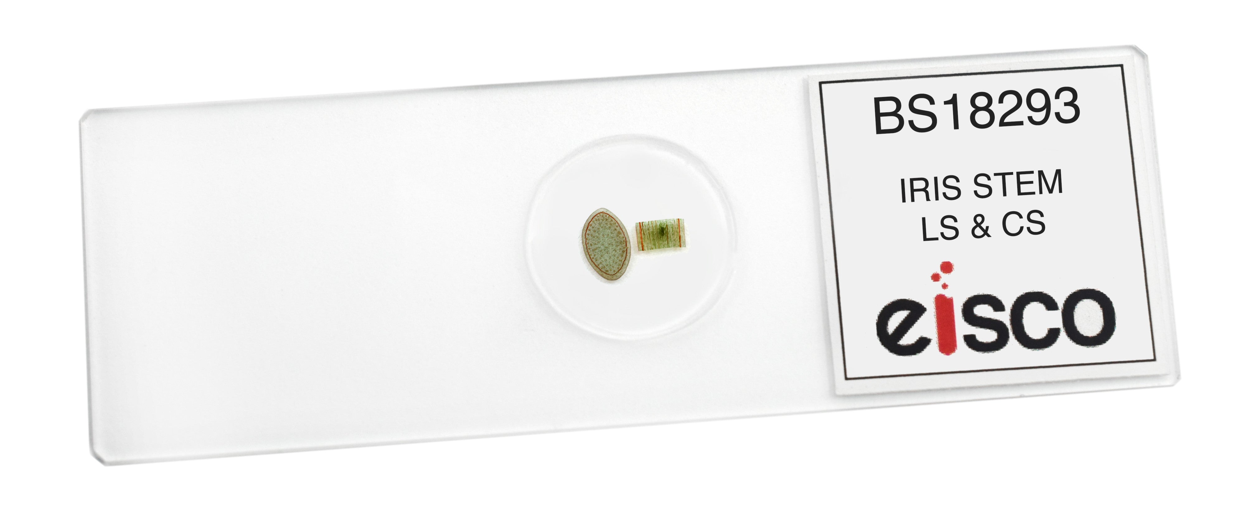 Iris Stem Cross and Longitudinal Section Prepared Microscope Slide