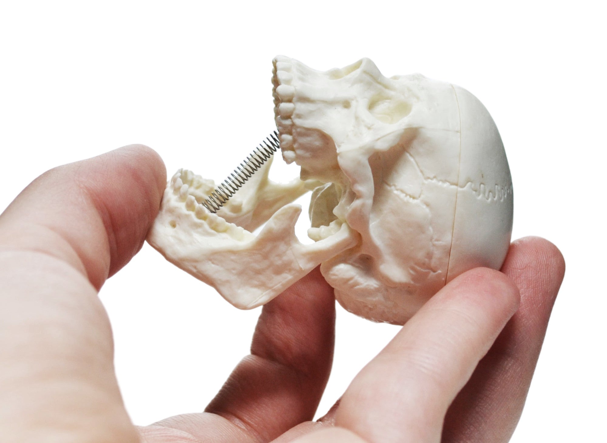 Miniature 3-Part Adult Human Skull Model with Articulated Mandible, 2.5"