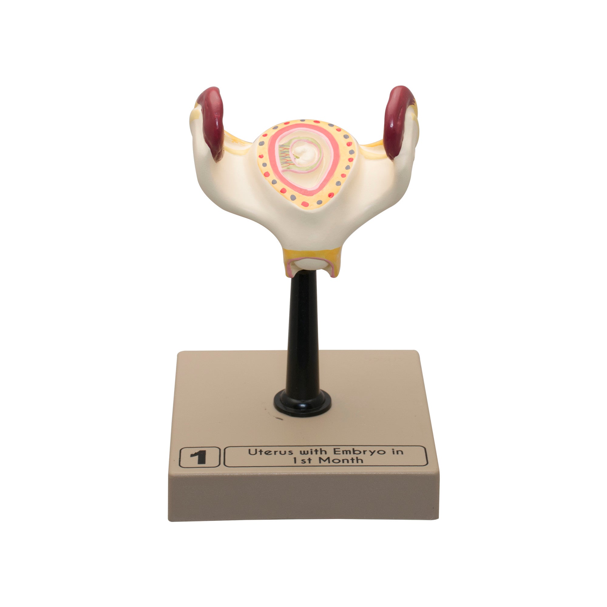 8-Piece Human Embryo and Fetus Development Model Set with Removable Parts