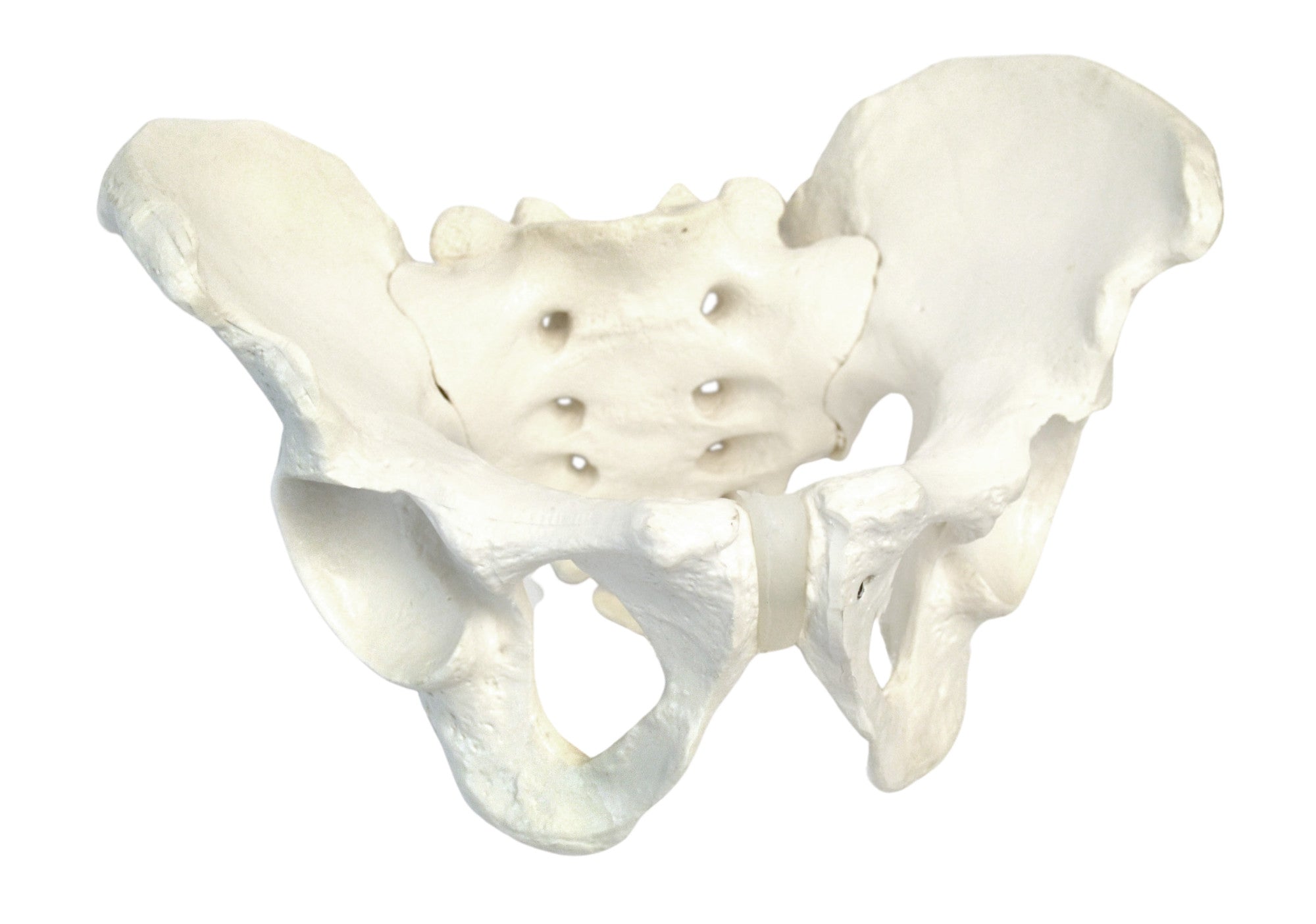 Life-Size Male Pelvic Skeleton Anatomical Model, 11 x 9 x 5 inch