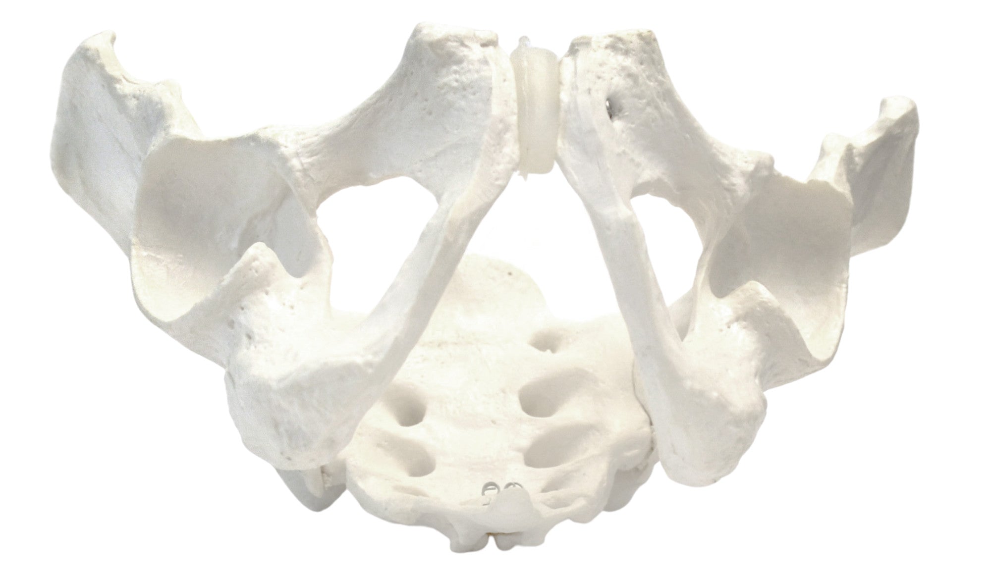 Life-Size Male Pelvic Skeleton Anatomical Model, 11 x 9 x 5 inch