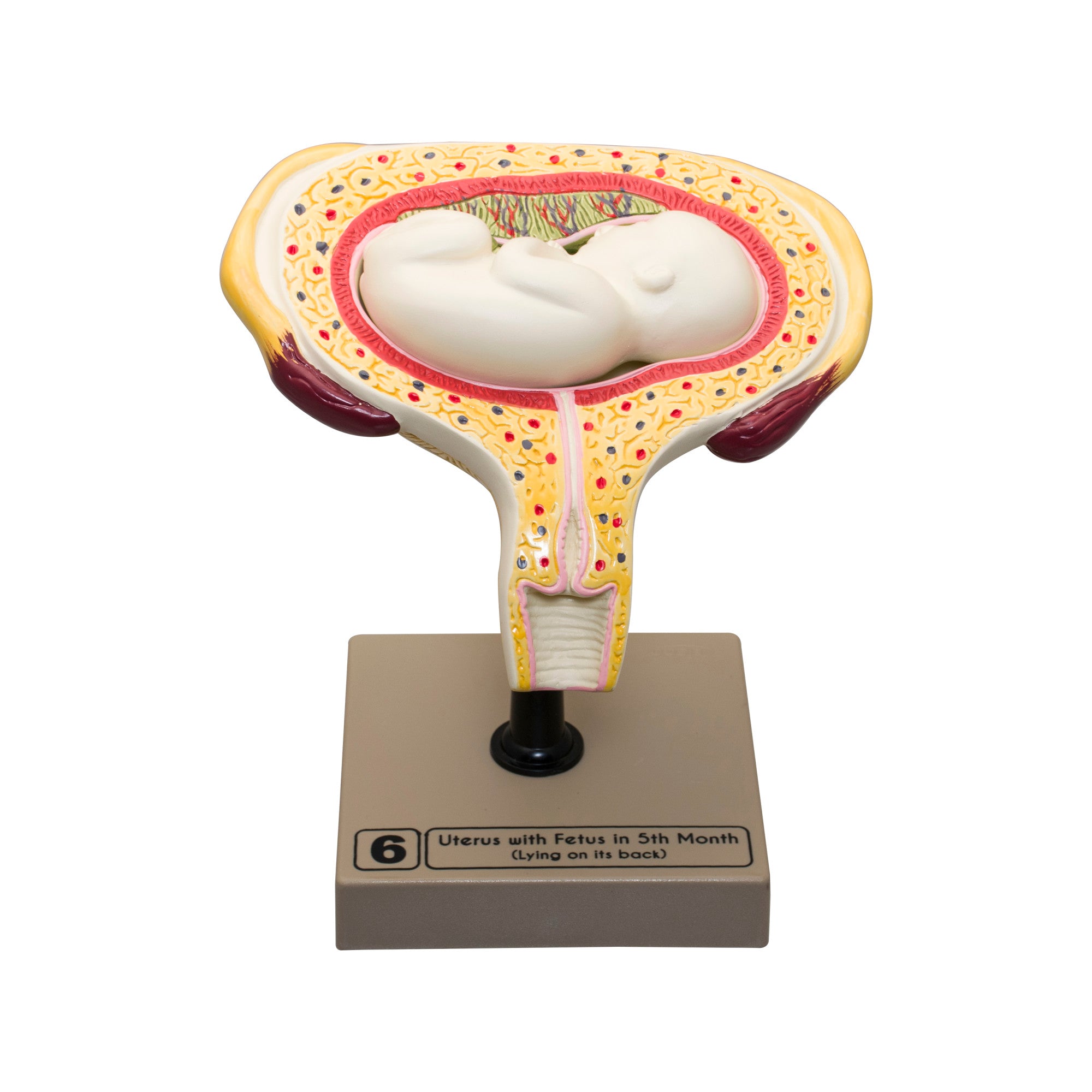 8-Piece Human Embryo and Fetus Development Model Set with Removable Parts
