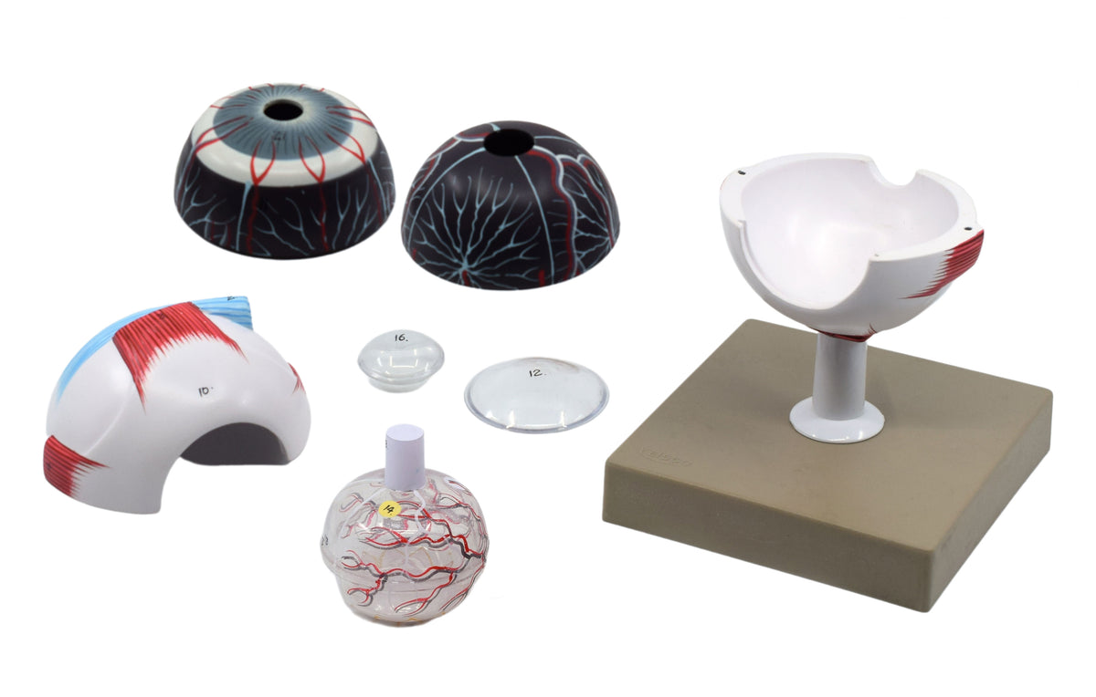 Human Eye Module 7-Part Human Eye Model - Enlarged 3X - Buy at hBARSCI – The Lab Stockroom