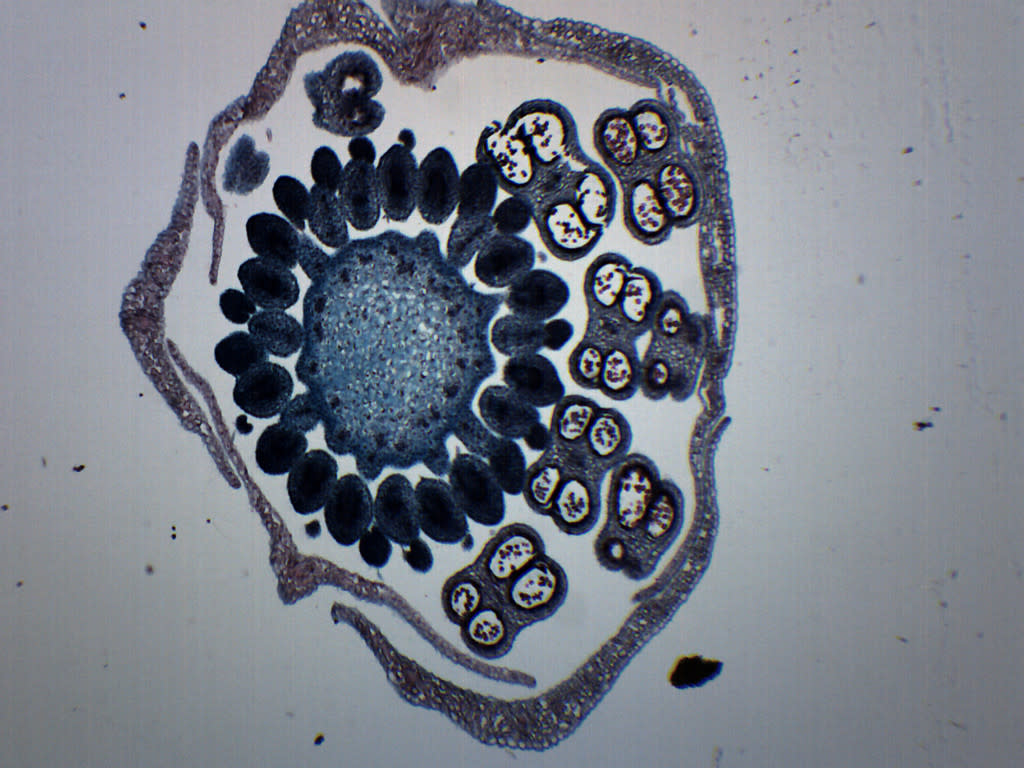 Monocot and Dicot Flower Bud Prepared Microscope Slide