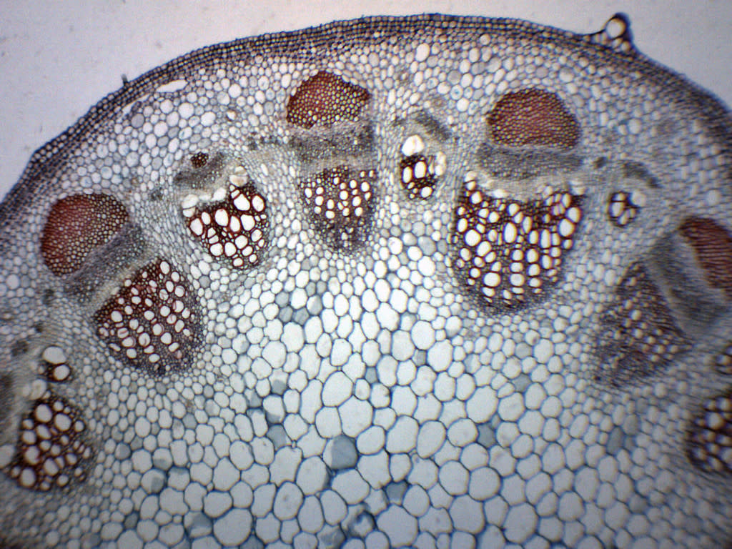 Helianthus Old Stem Cross and Longitudinal Section Prepared Microscope Slide