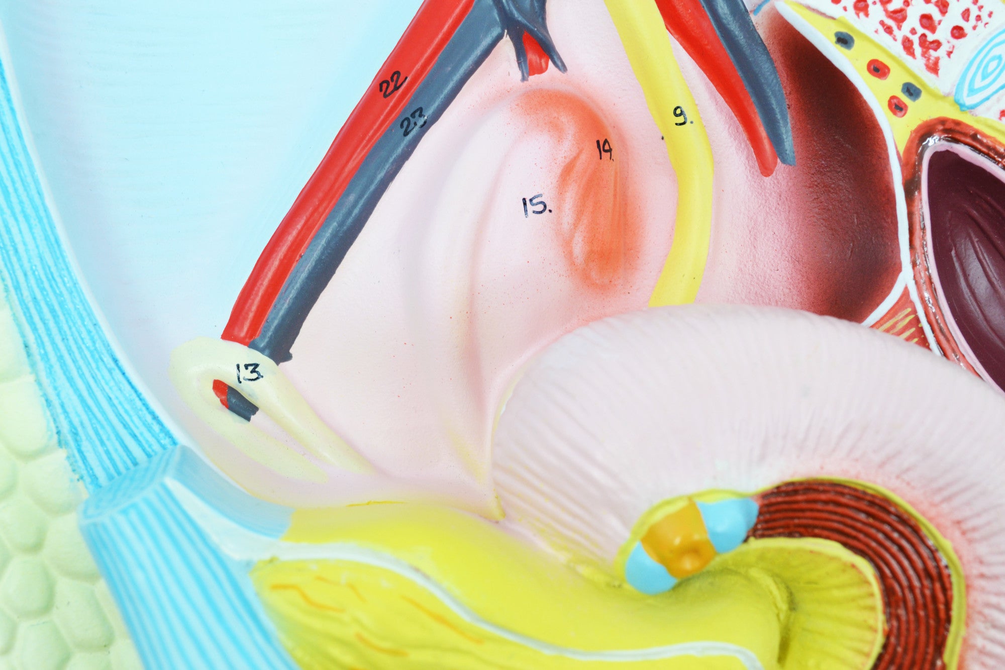 Female Pelvis Model with Removable Bladder and Rectum, 14"