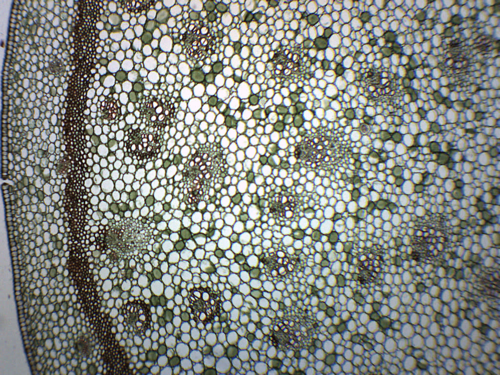 Iris Stem Cross and Longitudinal Section Prepared Microscope Slide