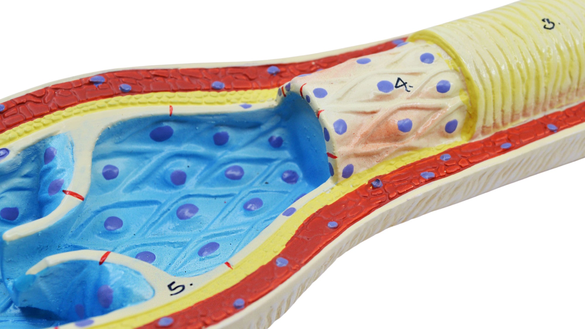 3-Piece Artery, Vein, and Capillary Model Set, 13", Enlarged