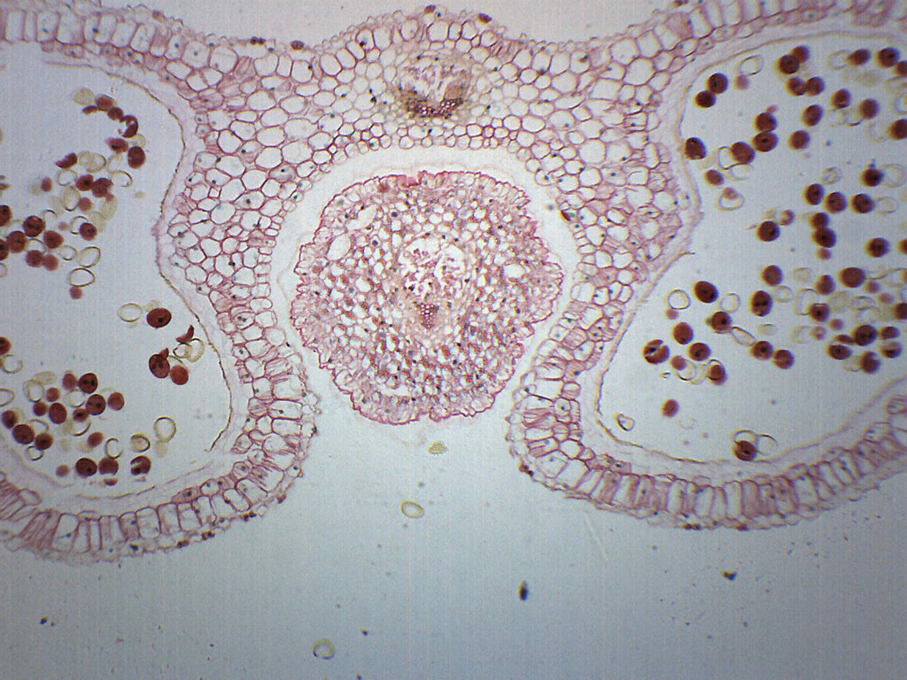 Lilium Anther Cross-Section Prepared Microscope Slide