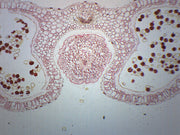 Lilium Anther Cross-Section Prepared Microscope Slide
