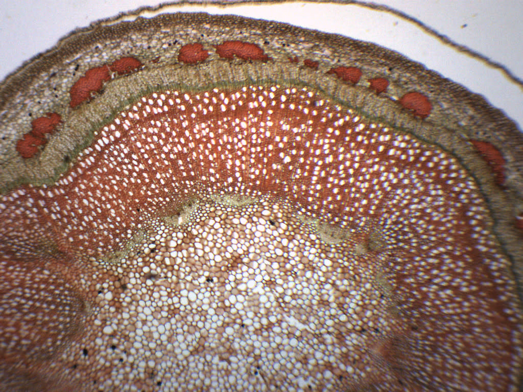 Apple Tree Stem Cross-Section Prepared Microscope Slide