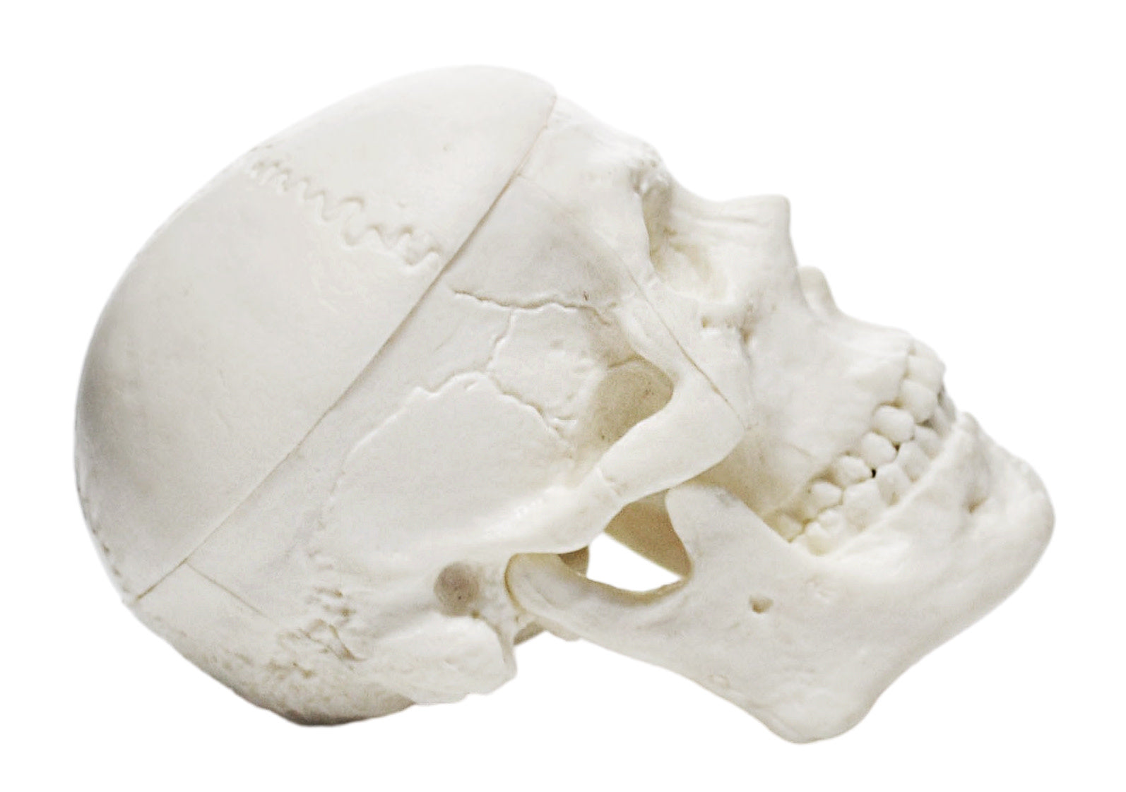 Miniature 3-Part Adult Human Skull Model with Articulated Mandible, 2.5"