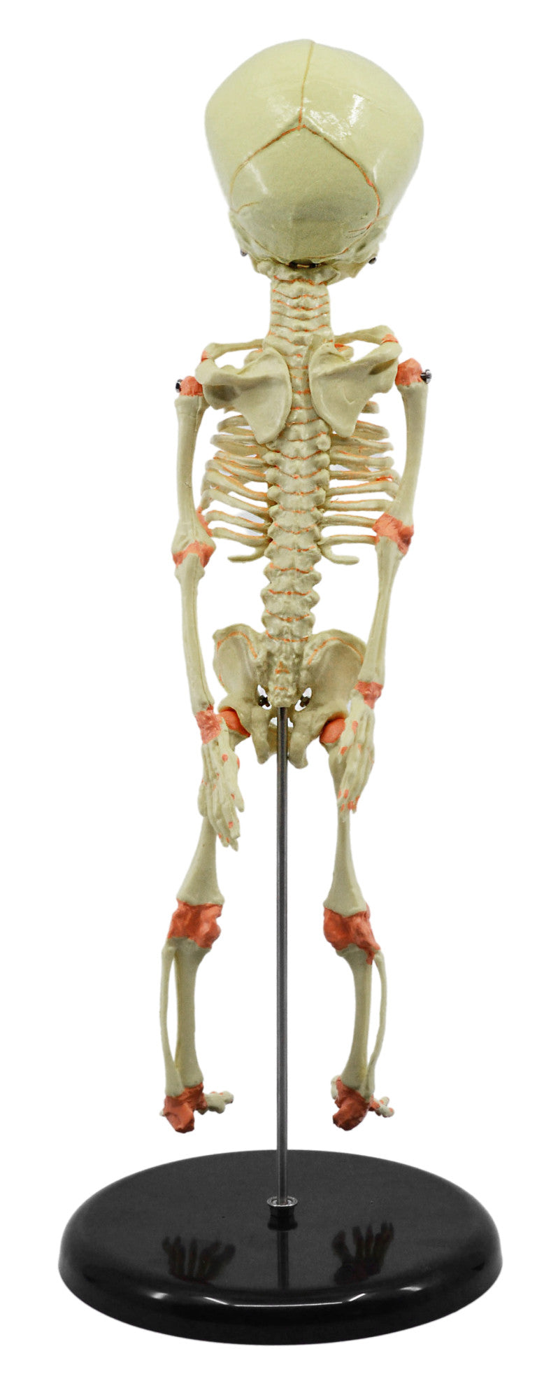 Infant Fetal Skeleton Model with Single Skull, Mini Rod-Mounted