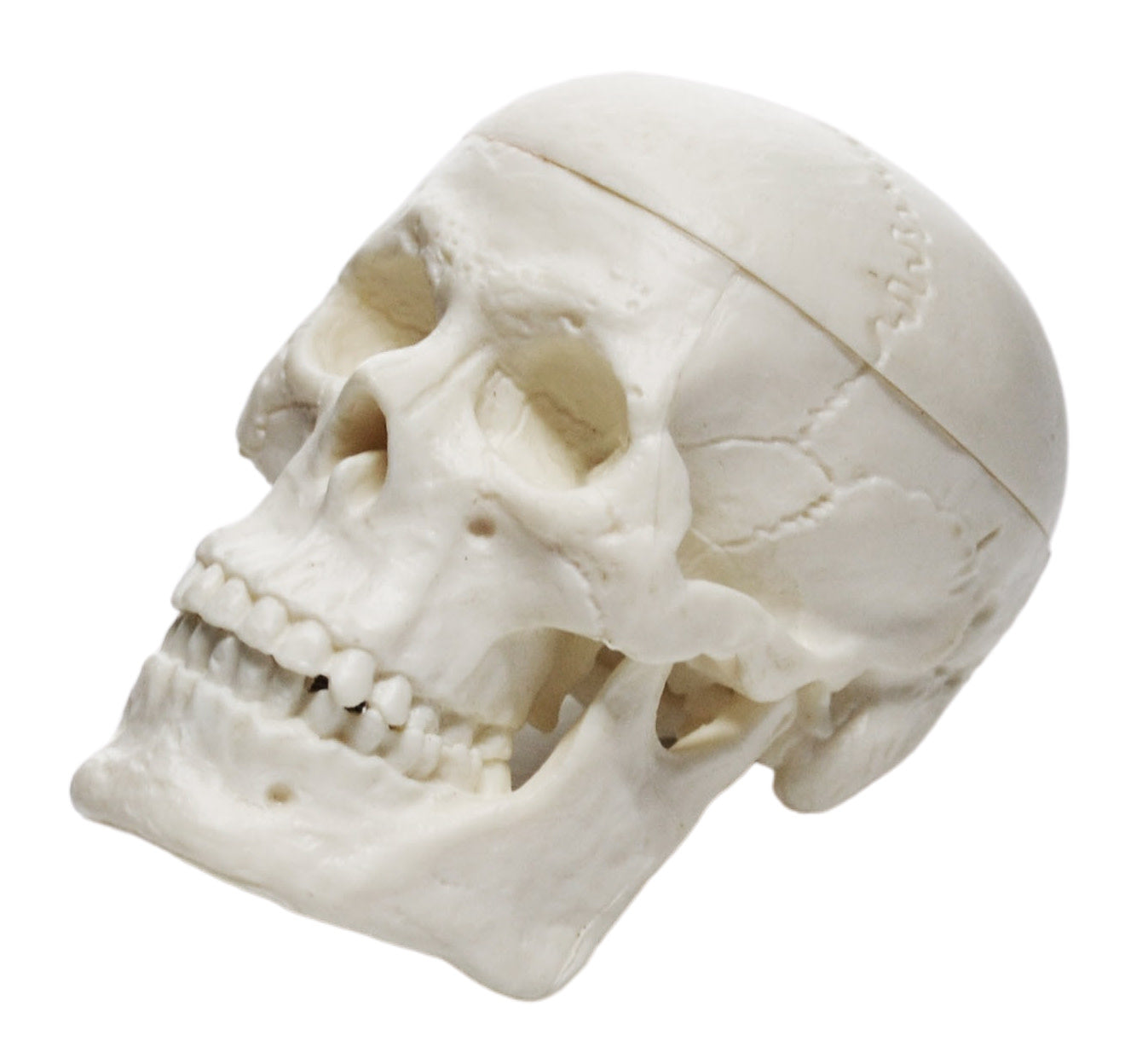 Miniature 3-Part Adult Human Skull Model with Articulated Mandible, 2.5"