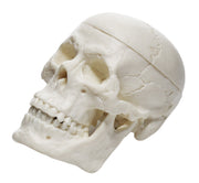 Miniature 3-Part Adult Human Skull Model with Articulated Mandible, 2.5"