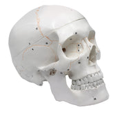 3-Part Numbered Adult Human Skull Model with Removable Cap, 9"