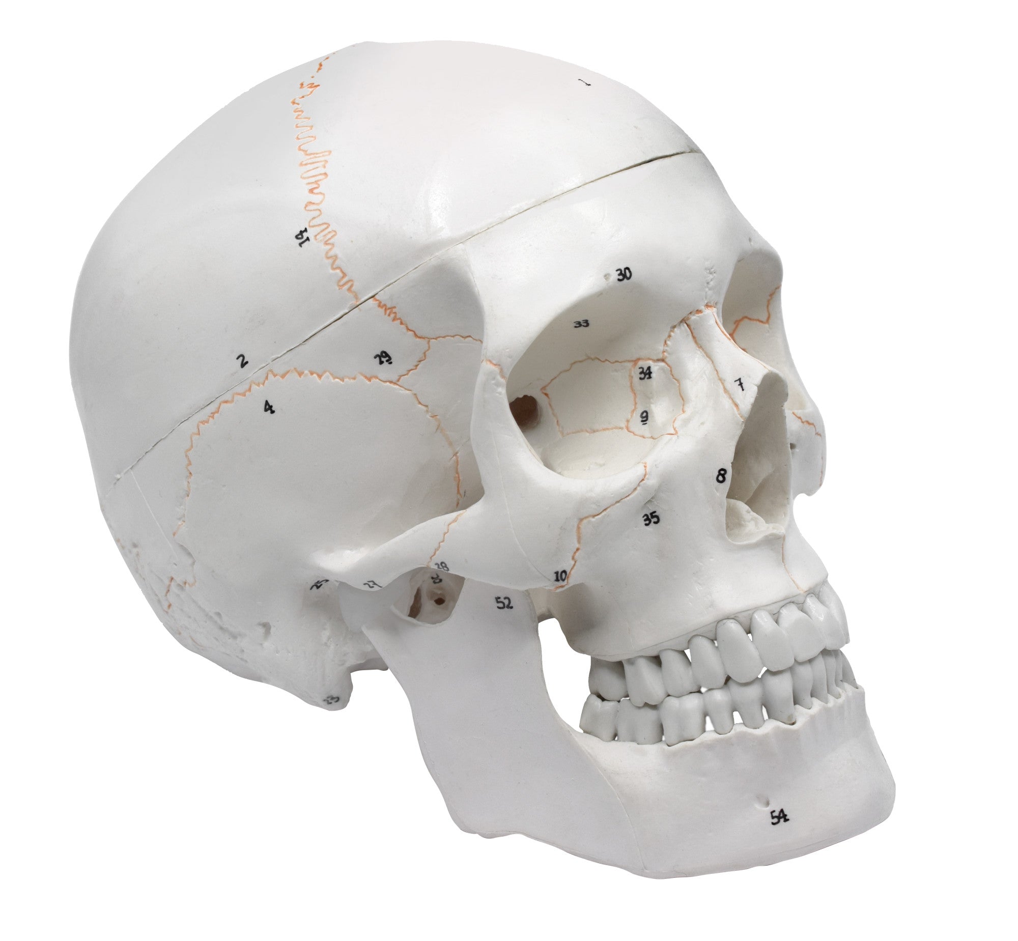 3-Part Numbered Adult Human Skull Model with Removable Cap, 9"