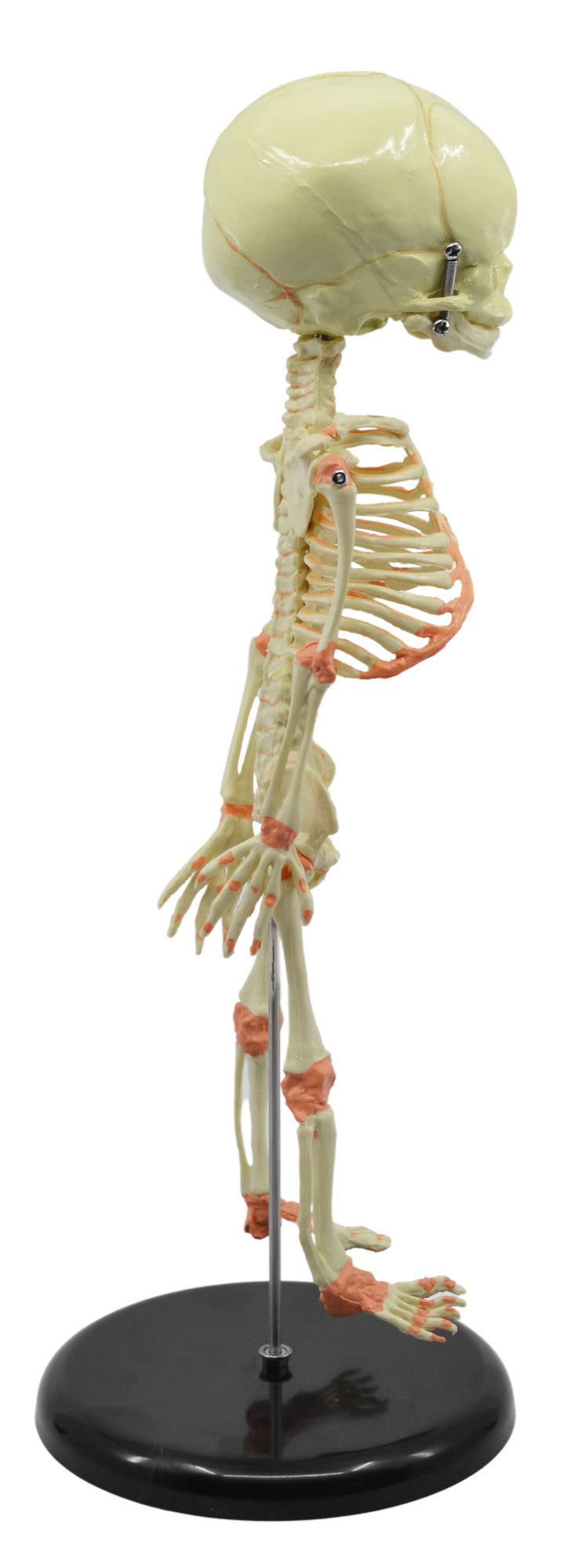 Infant Fetal Skeleton Model with Single Skull, Mini Rod-Mounted