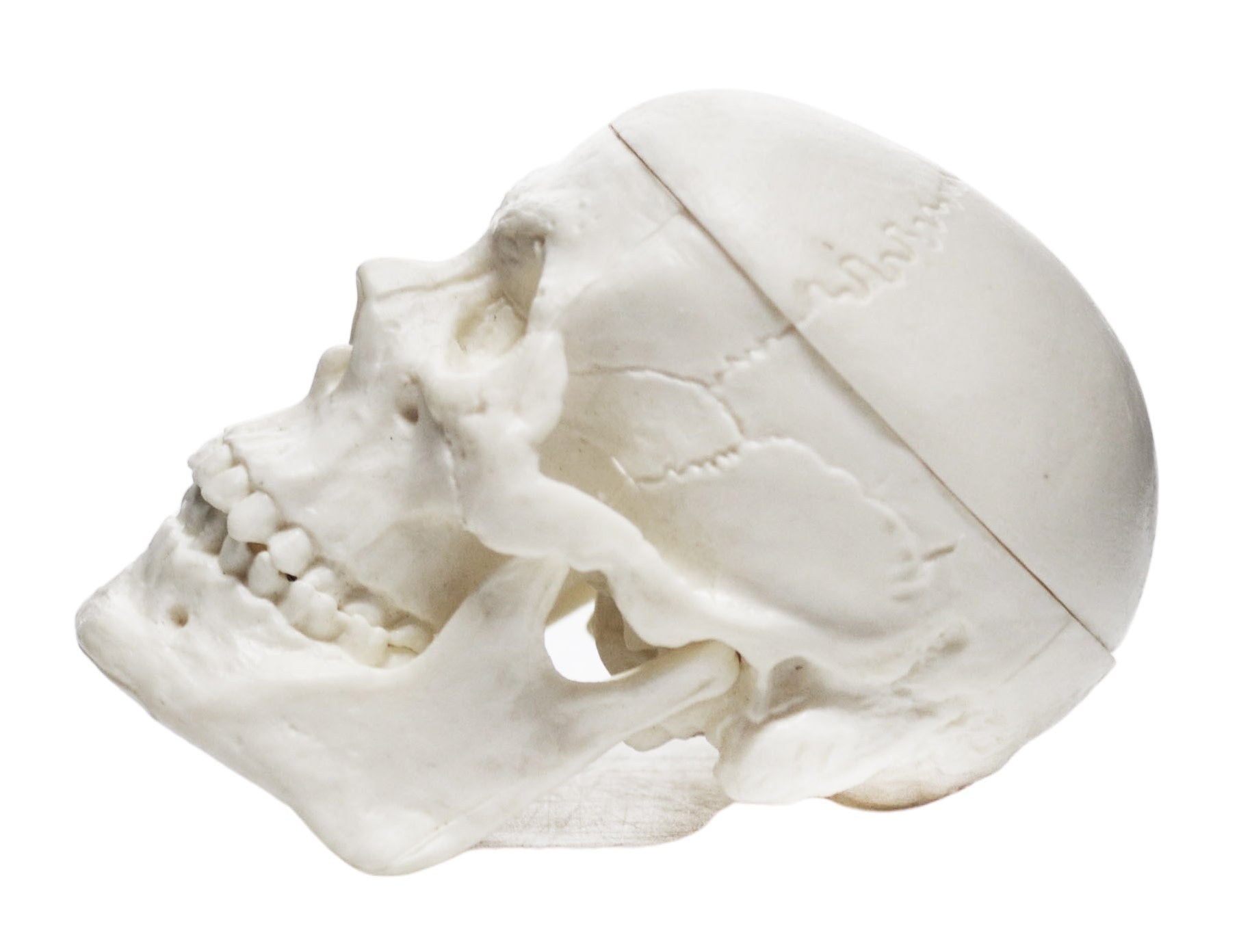 Miniature 3-Part Adult Human Skull Model with Articulated Mandible, 2.5"