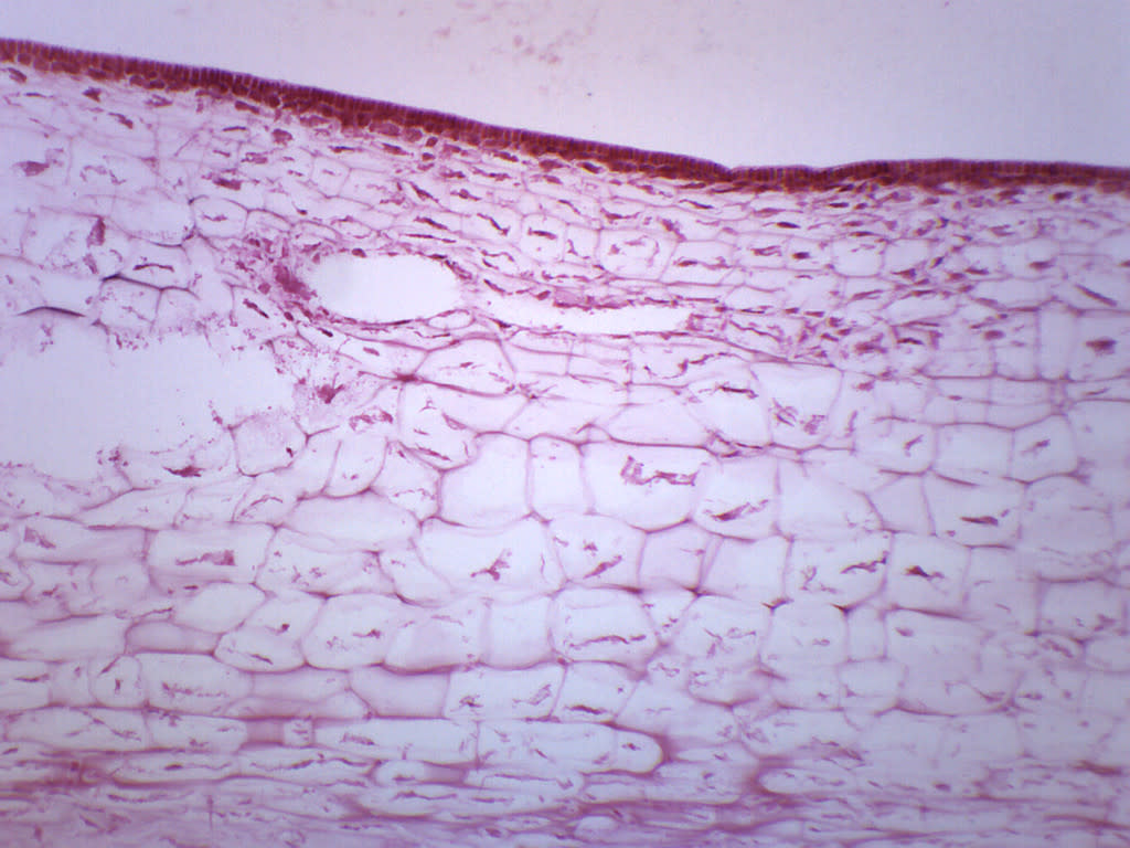 Laminaria Protista Cross-Section Prepared Microscope Slide