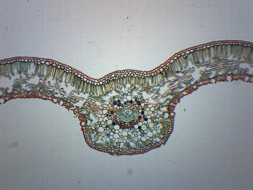 Cycas Leaf Cross-Section Prepared Microscope Slide
