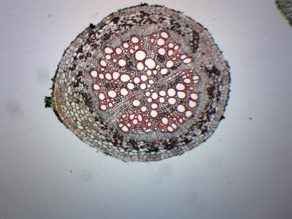 Old and Young Dicot Roots Cross-Section Prepared Microscope Slide