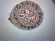 Old and Young Dicot Roots Cross-Section Prepared Microscope Slide