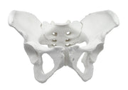 Life-Size Female Pelvic Skeleton Anatomical Model, 10 x 10 x 6 inch