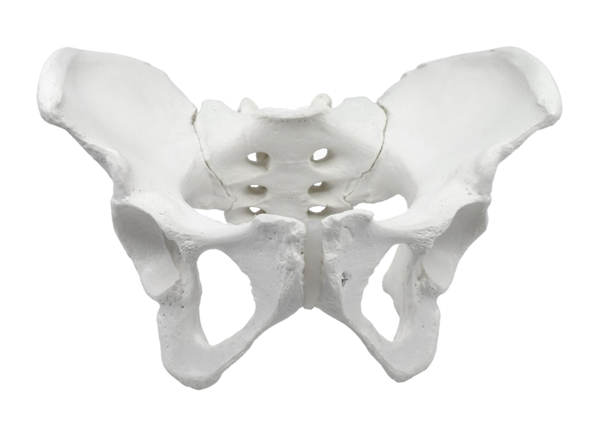 Life-Size Female Pelvic Skeleton Anatomical Model, 10 x 10 x 6 inch